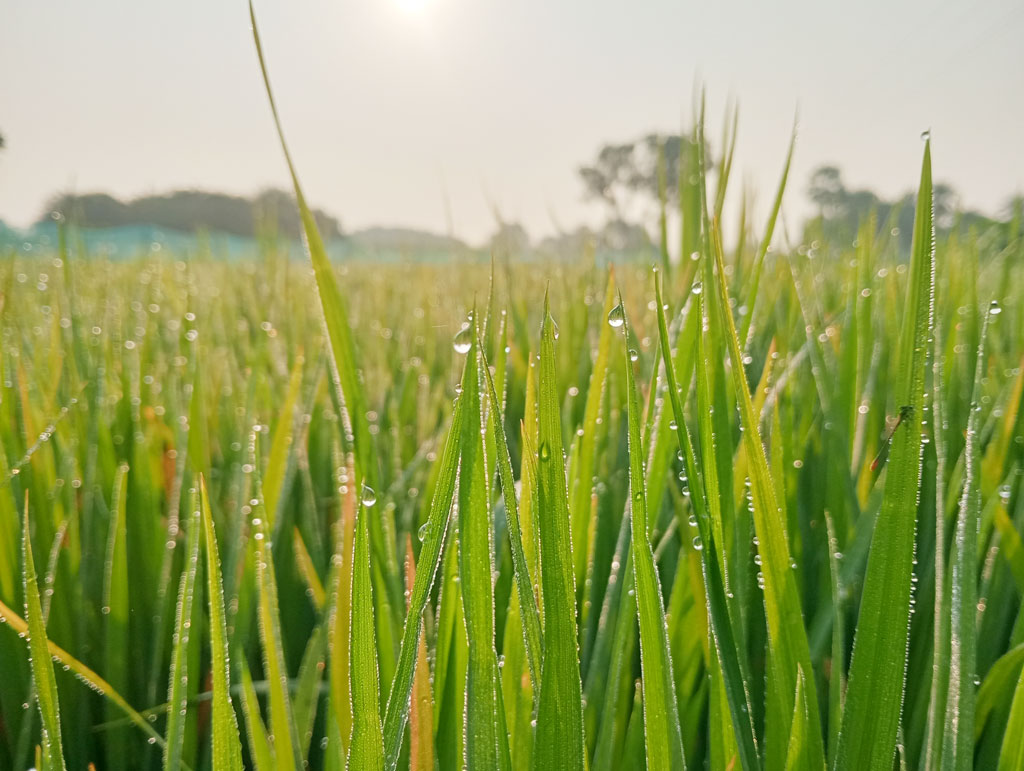 কুয়াশা আর শিশিরে শরতের ভোরে ধান গাছের পাতায় জমে আছে শিশিরবিন্দু। আজ সকালে পাবা উপজেলার পারিলা ইউনিয়নের রামচন্দ্রপুর এলাকা থেকে ছবিটি তুলেছেন—মিলন শেখ