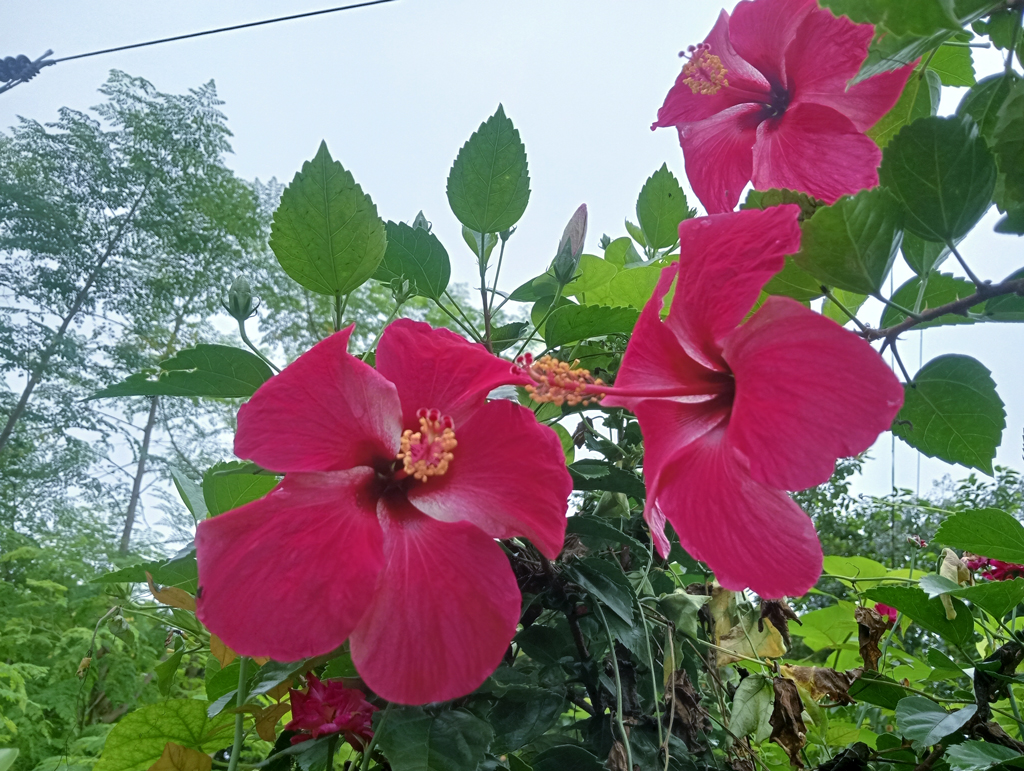 দিনের ছবি (১২ আগস্ট, ২০২৬)