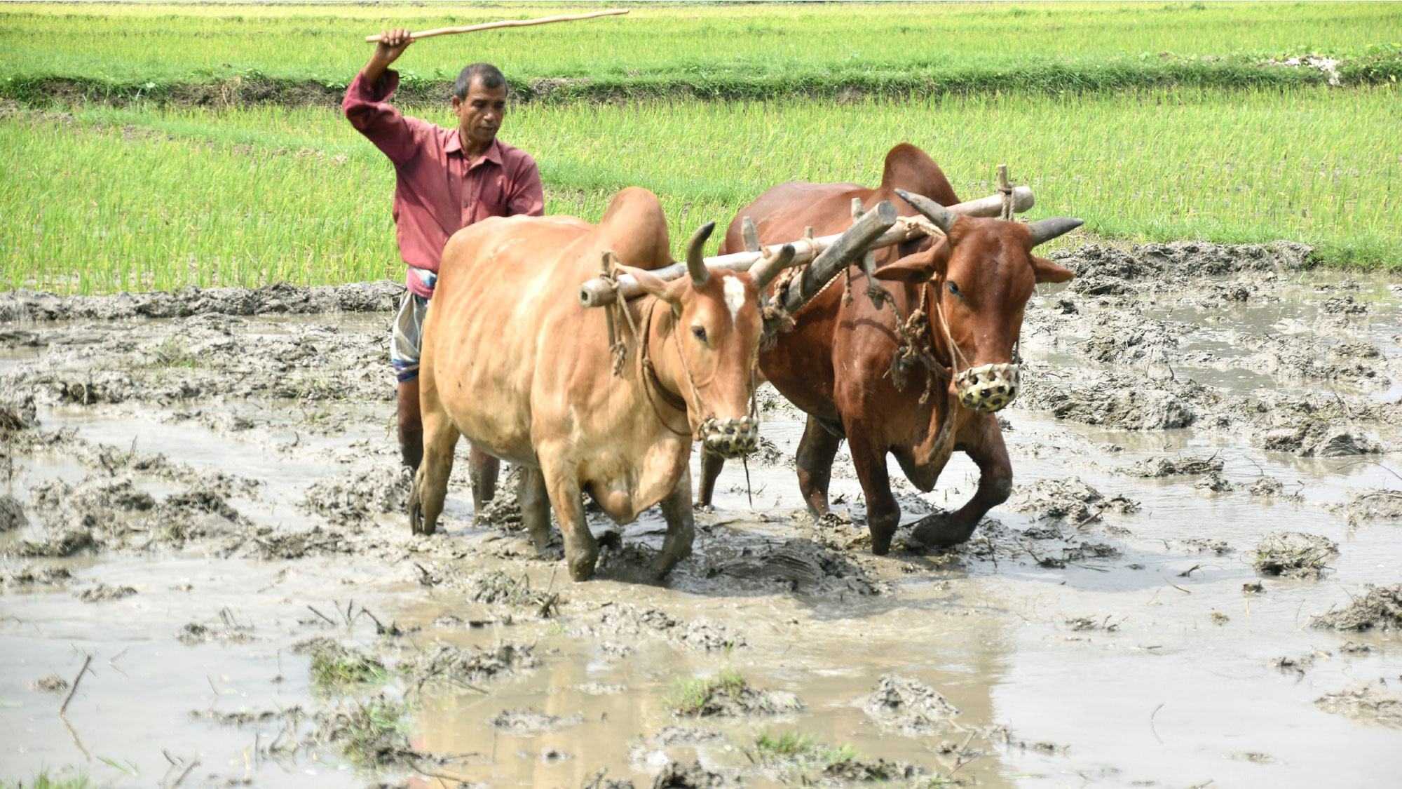 দিনের ছবি (১৫ আগস্ট, ২০২৬)