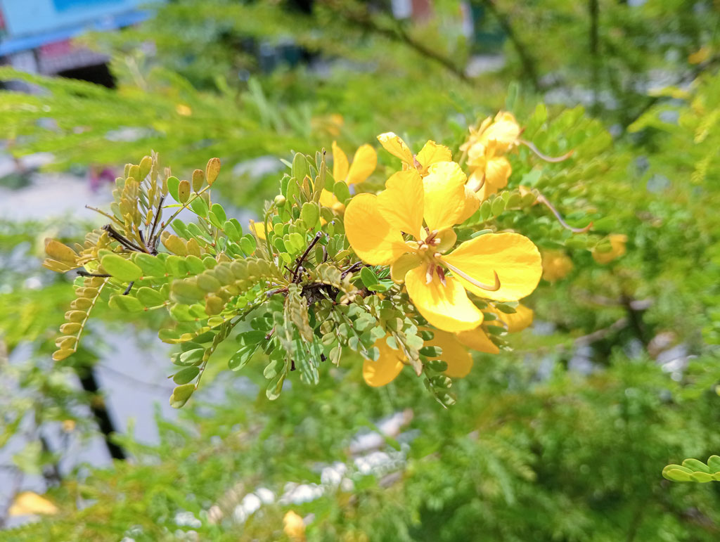 সেন্না পলিফাইলা (Senna polyphylla), যা ডেজার্ট ক্যাসিয়া (Desert Cassia) নামে পরিচিত। এটি ছোট আকারের খরা-সহনশীল গাছ বা গুল্ম। উজ্জ্বল সোনালি-হলুদ ফুলের জন্য উদ্ভিদটি বেশ আকর্ষণীয়। এর আদি নিবাস মেক্সিকো, ক্যারিবিয়ান অঞ্চল ও ভেনেজুয়েলাসহ বিভিন্ন এলাকায়। তবে সৌন্দর্যবর্ধক উদ্ভিদ হিসেবে বিশ্বের বিভিন্ন স্থানে এটি চাষ করা হয়। সাধারণত শরৎ থেকে বসন্ত পর্যন্ত এতে ফুল ফুটতে দেখা যায়। ফুলগুলো প্রজাপতি ও অন্যান্য পরাগবাহী পতঙ্গকে আকৃষ্ট করে। ছবিটি নগরীর বারো রাস্তার মোড় এলাকার একটি আইল্যান্ড থেকে তোলা। ছবি: