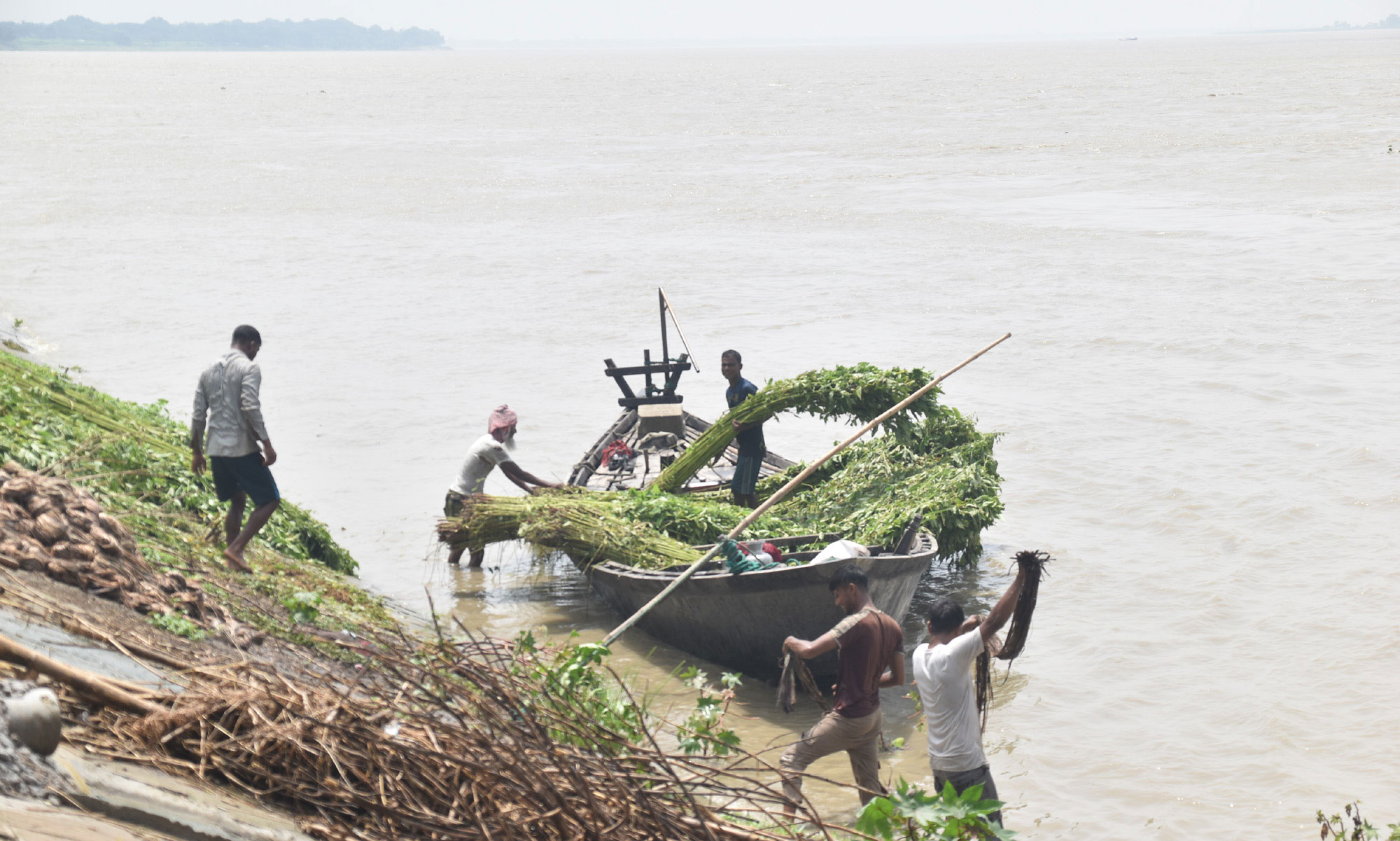 পদ্মা নদীর পানি বাড়ায় ডুবে গেছে চর। সেই চর থেকে পাট কেটে নৌকায় করে পাড়ে নিয়ে আসছেন কৃষকেরা। চারঘাট উপজেলার ইউসুফপুর ইউনিয়নের পদ্মা নদীর তীর থেকে ছবিটি তোলা। ছবি: মিলন শেখ