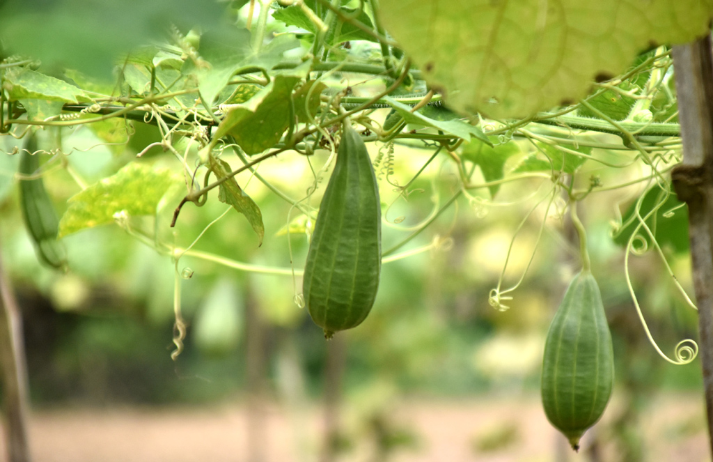 দিনের ছবি (২৫ সেপ্টেম্বর, ২০২৬)