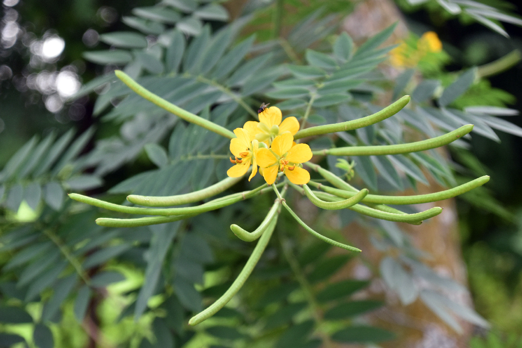 রাজশাহীর গোদাগাড়ী উপজেলার গোগ্রাম ইউনিয়নে রাস্তার পাশে ফুটেছে হলুদ কফি সেনা ফুল। গাছে ঝুলছে সরু সবুজ শুঁটি। উদ্ভিদটি স্থানীয়ভাবে কালকাসুন্দা নামে পরিচিত। ছবি: মিলন শেখ