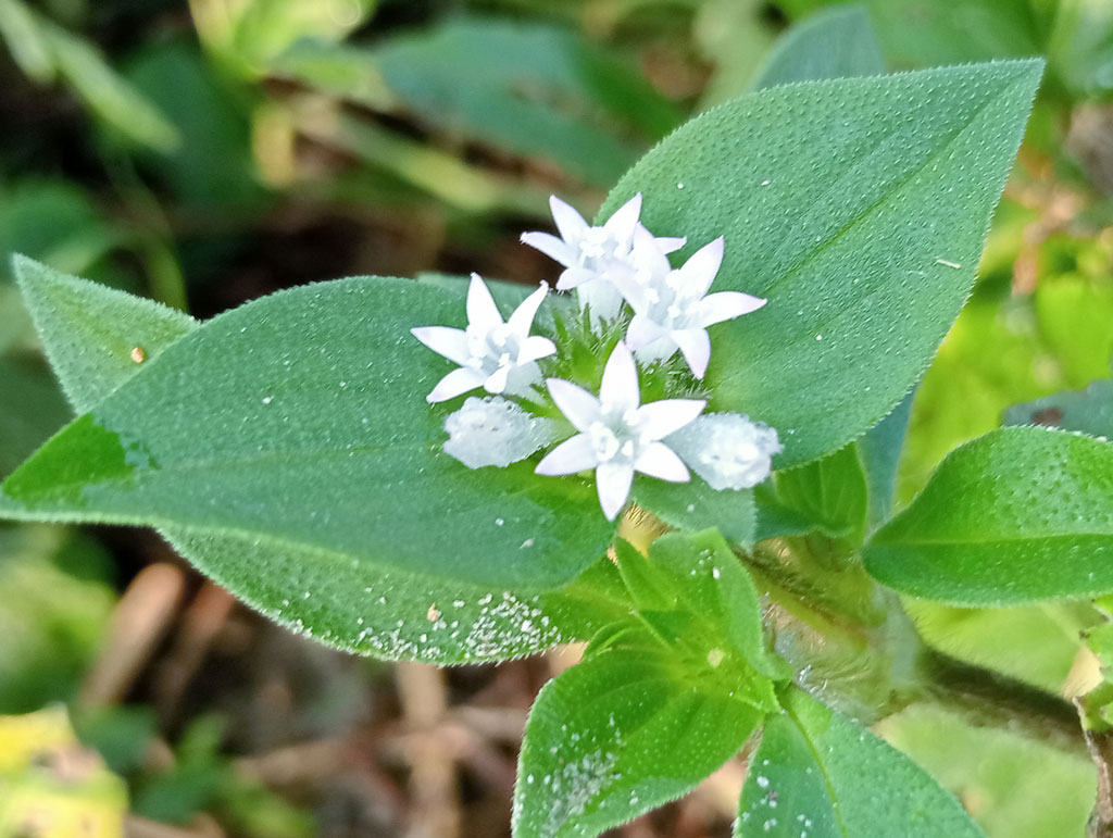 দিনের ছবি (১২ অক্টোবর, ২০২৬)