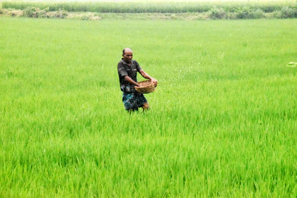 আমন ধানের জমিতে প্রথম ধাপে সার ছিটাচ্ছেন কৃষক শাহীন। পাঁচ বিঘা জমিতে তাঁর প্রয়োজন ১০০ কেজি সার। তবে ডিলারের কাছ থেকে পেয়েছেন মাত্র ৫০ কেজি। ছবিটি রাজশাহীর গোদাগাড়ী উপজেলার দেওপাড়া ইউনিয়নের বিলপুকুর গ্রাম থেকে তোলা। ছবি: মিলন শেখ