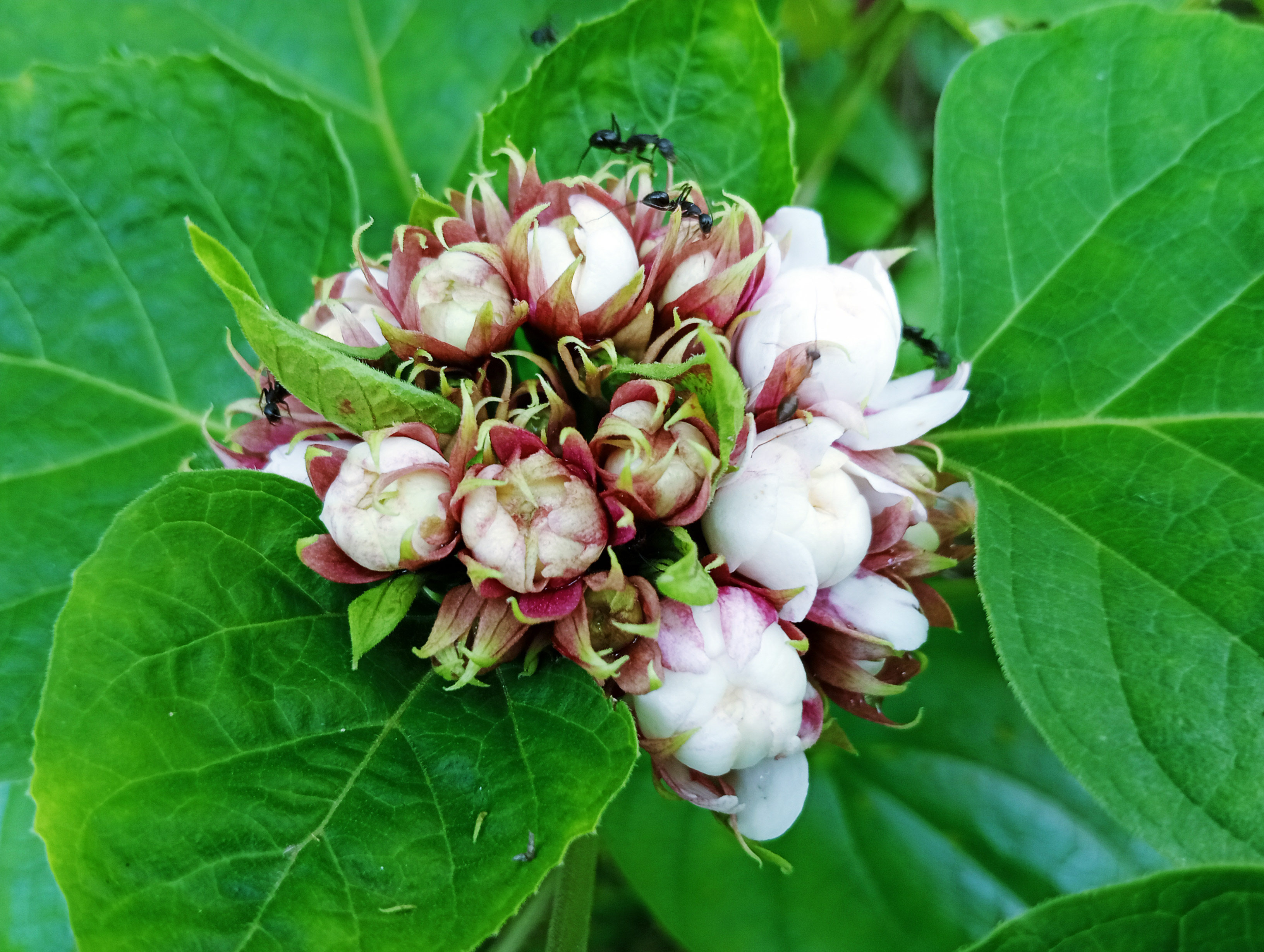 চায়নিজ গ্লোরি বোওয়ার—যা হনলুলু রোজ বা কাশ্মির বুকেট নামেও পরিচিত। এর মোহনীয়, তীব্র সুবাস অনেকের কাছেই জুঁই কিংবা রজনীগন্ধার সুগন্ধের কথা মনে করিয়ে দেয়। লালচে-সবুজ কুঁড়ি থেকে ফুটে ওঠা সাদা বা গোলাপি-সাদা ফুলের ঘন থোকা গাছটিকে করে তোলে আরও আকর্ষণীয়। মধুর সুবাসে পিঁপড়ারাও এই ফুলের প্রতি সহজেই আকৃষ্ট হয়। রাজশাহী নগরীর কড়ইতলা পশ্চিমপাড়া এলাকার একটি বাড়ির ফুলবাগান থেকে আজ সকালে তোলা। ছবি: মিলন শেখ