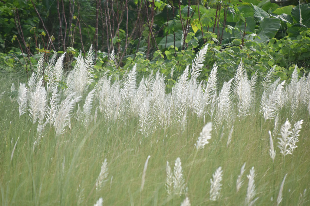 দিনের ছবি (১৭ আগস্ট, ২০২৬)