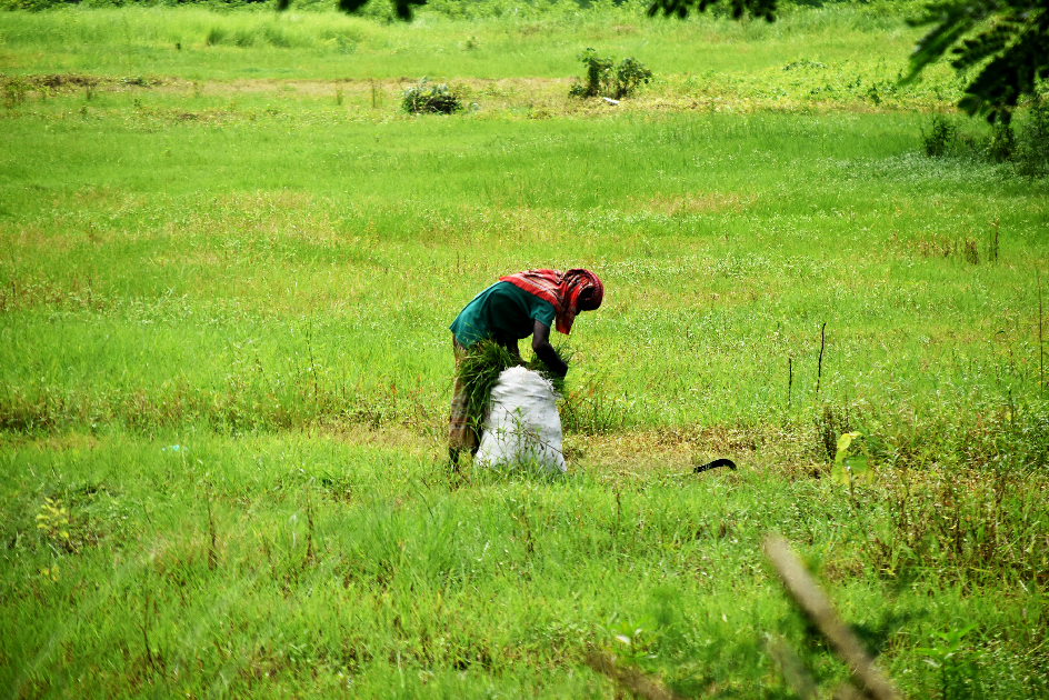 সবুজ ঘাসে ভোরে উঠেছে মাঠ। গবাদিপশুর খাবারের জন্য মাঠ থেকে ঘাস কেটে বস্তায় ভরছেন খামারি। রাজশাহী নগরীর জামালপুর এলাকা থেকে ছবিটি তুলেছেন—মিলন শেখ