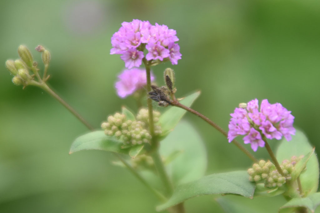 ছবিটিতে পুনর্নবা (Botanical name: Boerhavia diffusa) উদ্ভিদের ছোট ছোট গোলাপি-বেগুনি ফুলের গুচ্ছ ও সবুজ পাতা দেখা যাচ্ছে। Nyctaginaceae পরিবারের অন্তর্গত এই লতানো বহুবর্ষজীবী ভেষজ উদ্ভিদটি সাধারণত ‘লাল মাকড়সা’ বা ‘স্প্রেডিং হগউইড’ নামেও পরিচিত। আয়ুর্বেদ ও লোক চিকিৎসায় এর মূল ও পাতা ভেষজ উপাদান এবং শাক ব্যবহৃত হয়। ছবিটি রাজশাহীর গোদাগাড়ী উপজেলার রিশিকুল ইউনিয়ন চব্বিশ এলাকার রাস্তার ধার থেকে তোলা। ছবি: মিলন শেখ