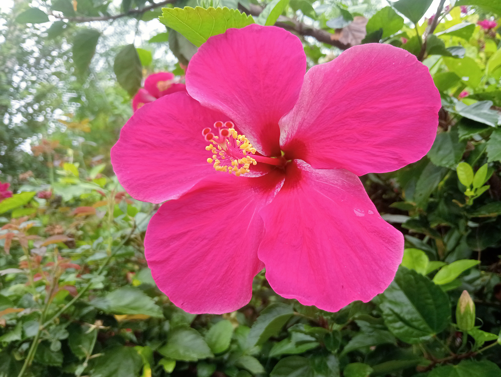 উজ্জ্বল গোলাপি-লাল রঙে ফুটে আছে চীনা জবা (হিবিস্কাস রোজা-সিনেনসিস)। পাঁচটি পাপড়ির মাঝে হলুদ পরাগরেণুতে আবৃত পুংকেশর স্তম্ভটি ফুলটির সৌন্দর্য আরও বাড়িয়েছে। ছবিটি রাজশাহী বিশ্ববিদ্যালয় এলাকা থেকে তোলা। ছবি: মিলন শেখ