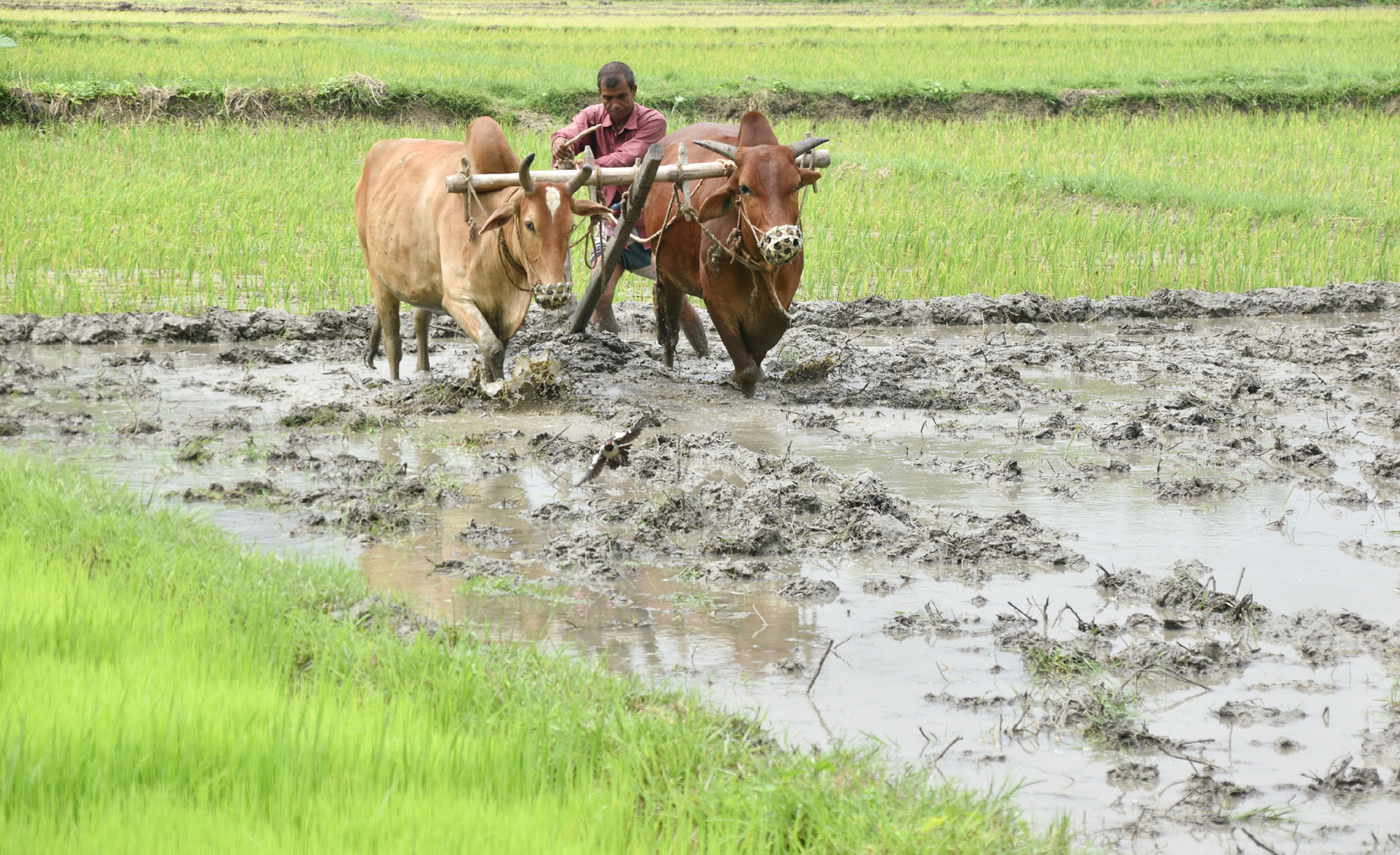 রাজশাহী বিশ্ববিদ্যালয়ের সবুজ প্রান্তরে ভোরের স্নিগ্ধ আলো ফুটতেই শুরু হয়েছে কৃষকের কর্মযজ্ঞ। চিরায়ত বাংলার ঐতিহ্য ধরে রেখে কাঠের লাঙল আর গরু দুটো নিয়ে জমিতে নেমে পড়েছেন কৃষক। নতুন ফসলের আশায় মাটির বুক চিরে কৃষিজমি প্রস্তুতের এই দৃশ্য যেন চিরচেনা গ্রামবাংলার এক জীবন্ত দলিল। ছবি: মিলন শেখ