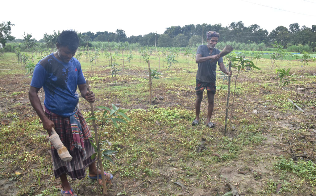 রাজশাহীর পুঠিয়া উপজেলার বেলপুকুর ইউনিয়ন উত্তর কাজীপাড়া এলাকায় নিজের দুই বিঘা জমিতে শ্রমিকদের নিয়ে ১২০টি বিভিন্ন জাতের নতুন আমের চারা রোপণে ব্যস্ত রবিউল ইসলাম। ছবি: মিলন শেখ