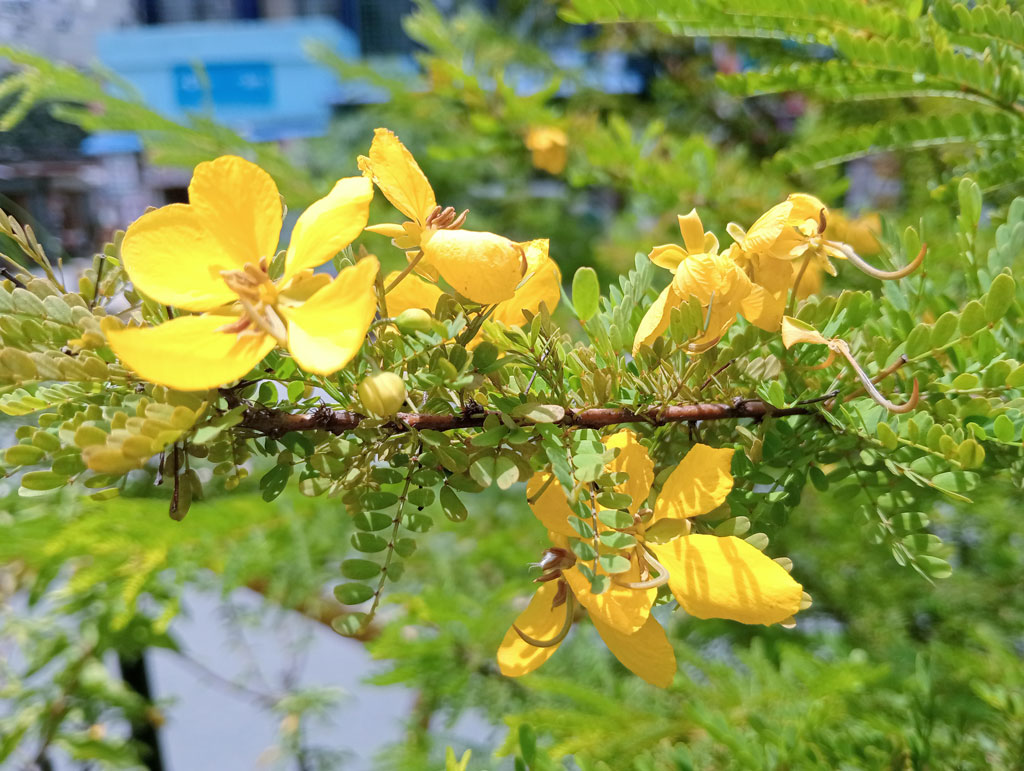 সেন্না পলিফাইলা (Senna polyphylla), যা ডেজার্ট ক্যাসিয়া (Desert Cassia) নামে পরিচিত। এটি ছোট আকারের খরা-সহনশীল গাছ বা গুল্ম। উজ্জ্বল সোনালি-হলুদ ফুলের জন্য উদ্ভিদটি বেশ আকর্ষণীয়। এর আদি নিবাস মেক্সিকো, ক্যারিবিয়ান অঞ্চল ও ভেনেজুয়েলাসহ বিভিন্ন এলাকায়। তবে সৌন্দর্যবর্ধক উদ্ভিদ হিসেবে বিশ্বের বিভিন্ন স্থানে এটি চাষ করা হয়। সাধারণত শরৎ থেকে বসন্ত পর্যন্ত এতে ফুল ফুটতে দেখা যায়। ফুলগুলো প্রজাপতি ও অন্যান্য পরাগবাহী পতঙ্গকে আকৃষ্ট করে। ছবিটি নগরীর বারো রাস্তার মোড় এলাকার একটি আইল্যান্ড থেকে তোলা। ছবি:
