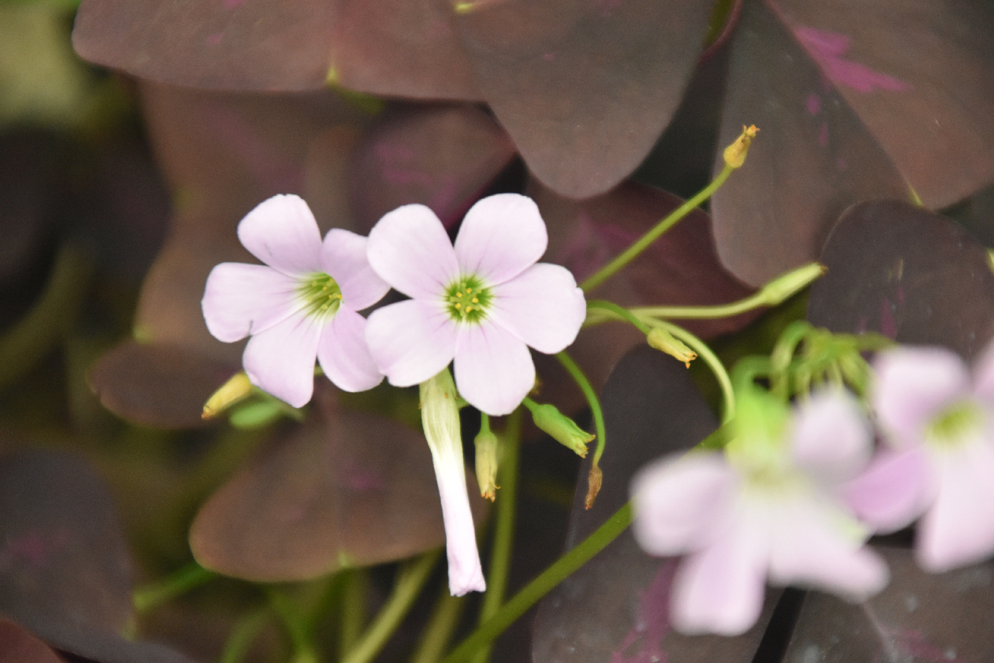 এই ফুলটির নাম Oxalis triangularis, যা সাধারণত পার্পল শেমরক (Purple Shamrock) নামে পরিচিত। এটি একটি জনপ্রিয় শৌখিন গৃহ-উদ্ভিদ, যা সাধারণত টবে লাগানো হয়। গাছটি ভালোভাবে বেড়ে ওঠার জন্য আংশিক ছায়াযুক্ত পরিবেশ উপযোগী। এর সবচেয়ে আকর্ষণীয় বৈশিষ্ট্য হলো ত্রিভুজাকার গাঢ় বেগুনি পাতা এবং ছোট, হালকা রঙের কোমল ফুল। যদিও এটি মূলত ঘরোয়া পরিবেশে চাষ করা হয়, তবে উষ্ণ ও গ্রীষ্মমণ্ডলীয় জলবায়ুতেও বাইরে সফলভাবে বেড়ে উঠতে পারে। ছবিটি নগরীর উপশহরের একটি ছাদবাগান থেকে তোলা। ছবি: মিলন শেখ