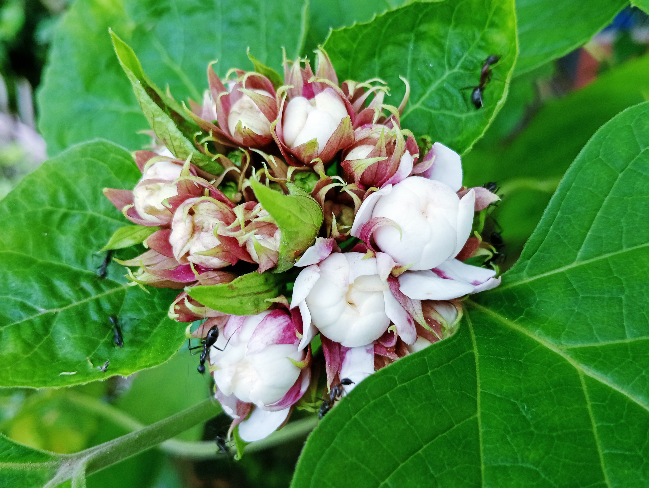 চায়নিজ গ্লোরি বোওয়ার—যা হনলুলু রোজ বা কাশ্মির বুকেট নামেও পরিচিত। এর মোহনীয়, তীব্র সুবাস অনেকের কাছেই জুঁই কিংবা রজনীগন্ধার সুগন্ধের কথা মনে করিয়ে দেয়। লালচে-সবুজ কুঁড়ি থেকে ফুটে ওঠা সাদা বা গোলাপি-সাদা ফুলের ঘন থোকা গাছটিকে করে তোলে আরও আকর্ষণীয়। মধুর সুবাসে পিঁপড়ারাও এই ফুলের প্রতি সহজেই আকৃষ্ট হয়। রাজশাহী নগরীর কড়ইতলা পশ্চিমপাড়া এলাকার একটি বাড়ির ফুলবাগান থেকে আজ সকালে তোলা। ছবি: মিলন শেখ