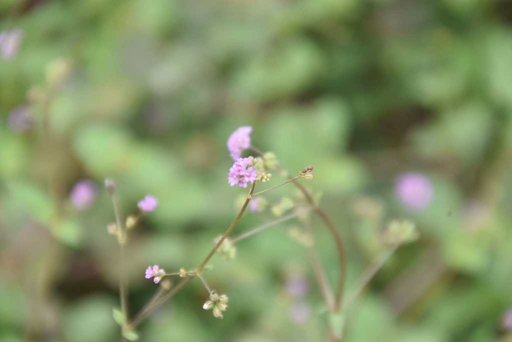 ছবিটিতে পুনর্নবা (Botanical name: Boerhavia diffusa) উদ্ভিদের ছোট ছোট গোলাপি-বেগুনি ফুলের গুচ্ছ ও সবুজ পাতা দেখা যাচ্ছে। Nyctaginaceae পরিবারের অন্তর্গত এই লতানো বহুবর্ষজীবী ভেষজ উদ্ভিদটি সাধারণত ‘লাল মাকড়সা’ বা ‘স্প্রেডিং হগউইড’ নামেও পরিচিত। আয়ুর্বেদ ও লোক চিকিৎসায় এর মূল ও পাতা ভেষজ উপাদান এবং শাক ব্যবহৃত হয়। ছবিটি রাজশাহীর গোদাগাড়ী উপজেলার রিশিকুল ইউনিয়ন চব্বিশ এলাকার রাস্তার ধার থেকে তোলা। ছবি: মিলন শেখ