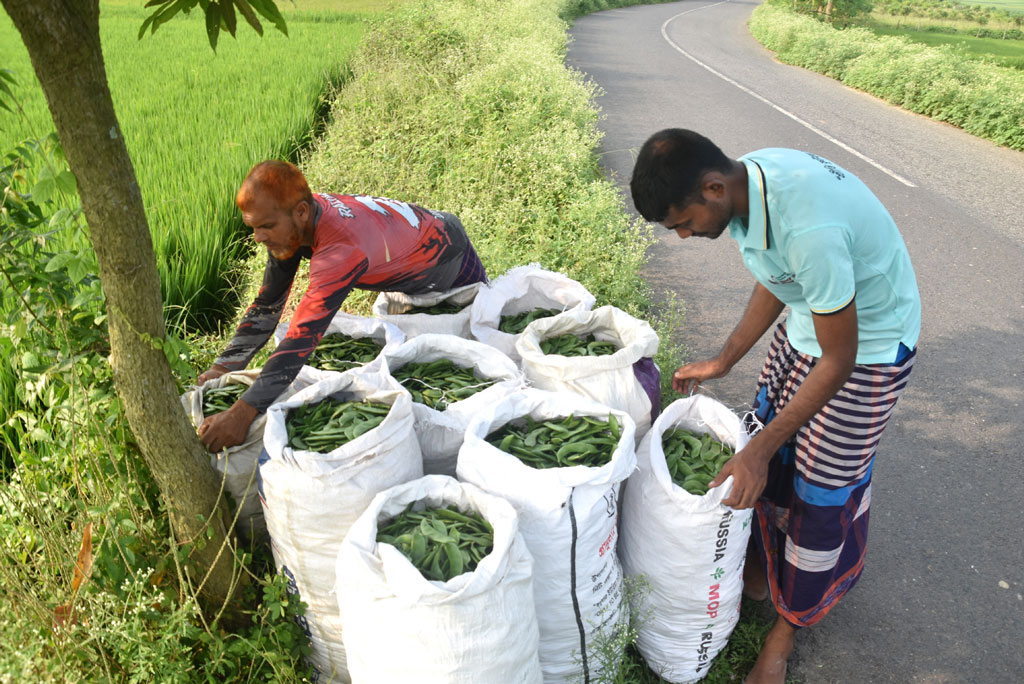 বরেন্দ্র অঞ্চলের আমন ধানের সবুজ পাতার সমারোহের পাশেই মাচায় ঝুলছে পাকা শিম। কৃষক আবু হানিফ খেত থেকে সতেজ শিম তুলে বিক্রির জন্য বস্তাবন্দী করছেন। বর্তমানে এই শিম পাইকারি বাজারে প্রতি কেজি ১০০ টাকায় ঢাকার ব্যবসায়ীদের কাছে বিক্রি হচ্ছে। গোদাগাড়ী উপজেলার রিসিকুল ইউনিয়নের দুল্লার বিল থেকে গতকাল শনিবার দুপুরে ছবিটি তুলেছেন—মিলন শেখ