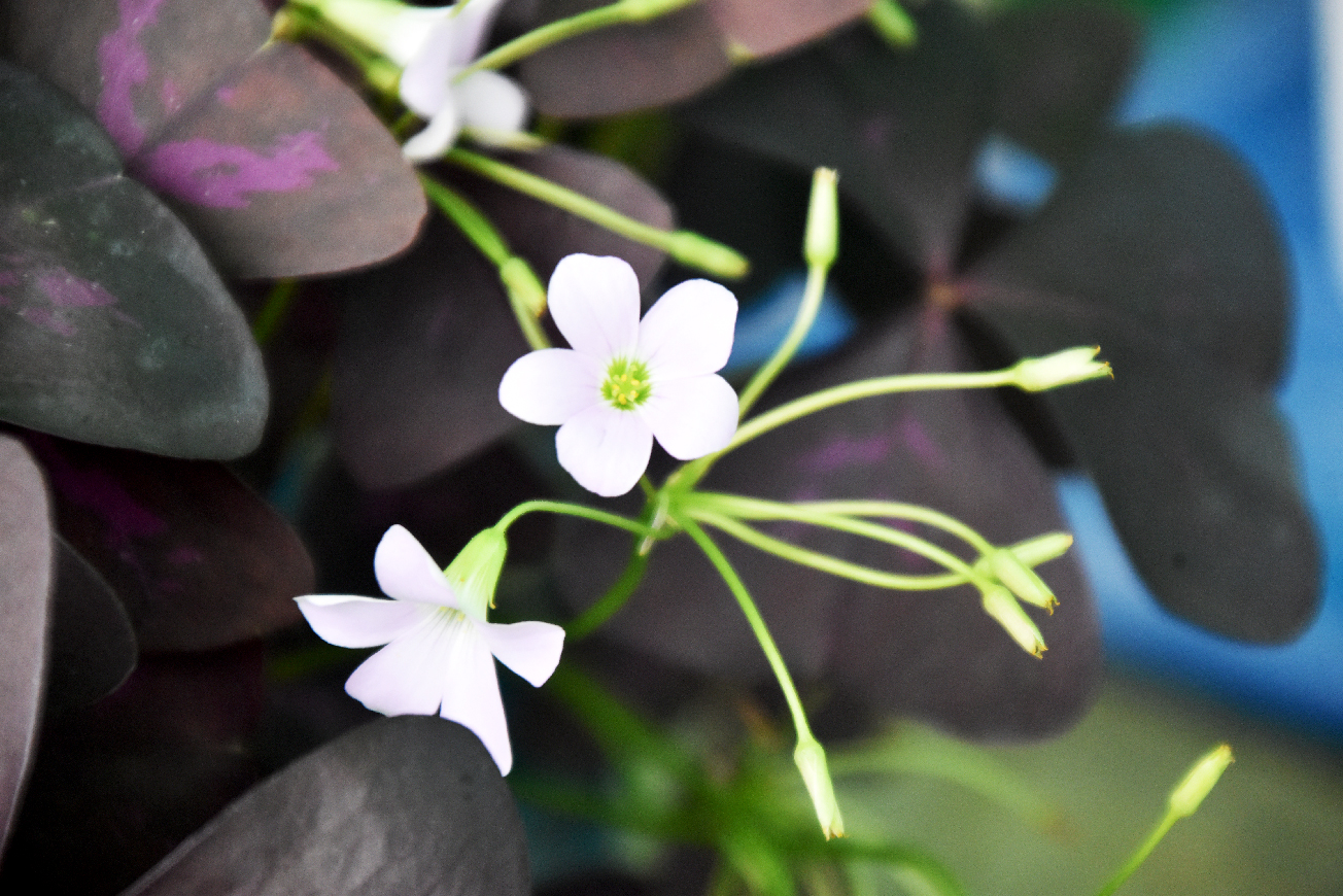 এই ফুলটির নাম Oxalis triangularis, যা সাধারণত পার্পল শেমরক (Purple Shamrock) নামে পরিচিত। এটি একটি জনপ্রিয় শৌখিন গৃহ-উদ্ভিদ, যা সাধারণত টবে লাগানো হয়। গাছটি ভালোভাবে বেড়ে ওঠার জন্য আংশিক ছায়াযুক্ত পরিবেশ উপযোগী। এর সবচেয়ে আকর্ষণীয় বৈশিষ্ট্য হলো ত্রিভুজাকার গাঢ় বেগুনি পাতা এবং ছোট, হালকা রঙের কোমল ফুল। যদিও এটি মূলত ঘরোয়া পরিবেশে চাষ করা হয়, তবে উষ্ণ ও গ্রীষ্মমণ্ডলীয় জলবায়ুতেও বাইরে সফলভাবে বেড়ে উঠতে পারে। ছবিটি নগরীর উপশহরের একটি ছাদবাগান থেকে তোলা। ছবি: মিলন শেখ