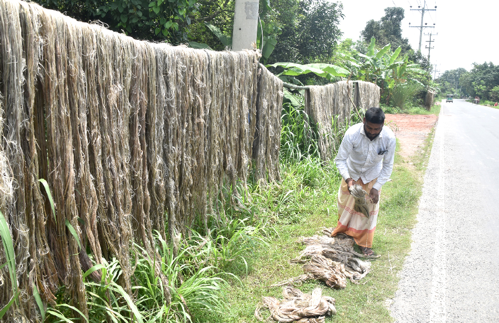 রাস্তার পাশে বাঁশের মাচায় পাটের আঁশ শুকাচ্ছেন কৃষক। ছবিটি রাজশাহীর পুঠিয়া উপজেলার বেলপুকুর ইউনিয়নের বাইপাস সড়কসংলগ্ন এলাকা থেকে তোলা। ছবি: মিলন শেখ