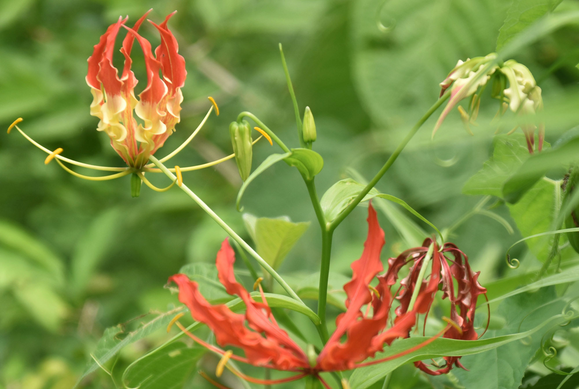 বরেন্দ্র অঞ্চলের রাস্তার পাশের ঝোপঝাড়ে ফুটেছে অনন্য সুন্দর ‘ফ্লেম লিলি’ (Gloriosa superba)। লতানো প্রকৃতির এই উদ্ভিদটির ছয়টি ঢেউখেলানো পাপড়ি ও সুস্পষ্ট পরাগধানী প্রকৃতিপ্রেমীদের নজর কাড়ছে। এটি স্থানীয়ভাবে ‘গ্লোরি লিলি’ বা ‘ক্লাইম্বিং লিলি’ নামেও পরিচিত। সম্প্রতি রাজশাহীর গোদাগাড়ী উপজেলার রিশিকুল ইউনিয়নের চব্বিশনগর এলাকা থেকে ছবিটি তুলেছেন—মিলন শেখ