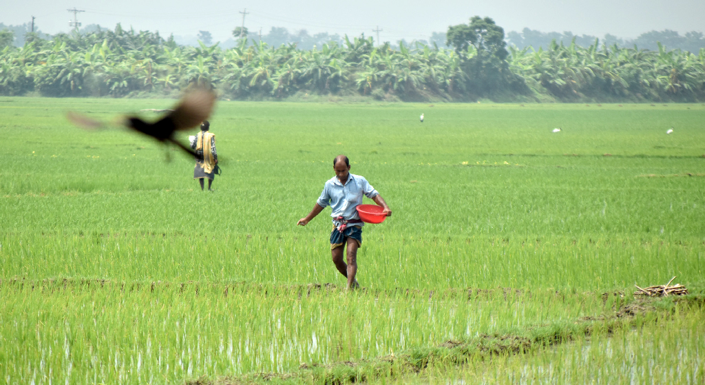 বরেন্দ্র অঞ্চলের মাঠজুড়ে এখন আমন ধানের চারা। চারাগুলো সুস্থ ও সবল রাখতে জমিতে সার ছিটাচ্ছেন এক কৃষক। সবুজে ভরে ওঠা ধানের চারা গাছ বরেন্দ্রের মাঠে ছড়িয়েছে নতুন প্রাণের আভা। ছবিটি পবা উপজেলার হুজুরীপাড়া ইউনিয়নের বেন্নার বিল থেকে তোলা। ছবি: মিলন শেখ