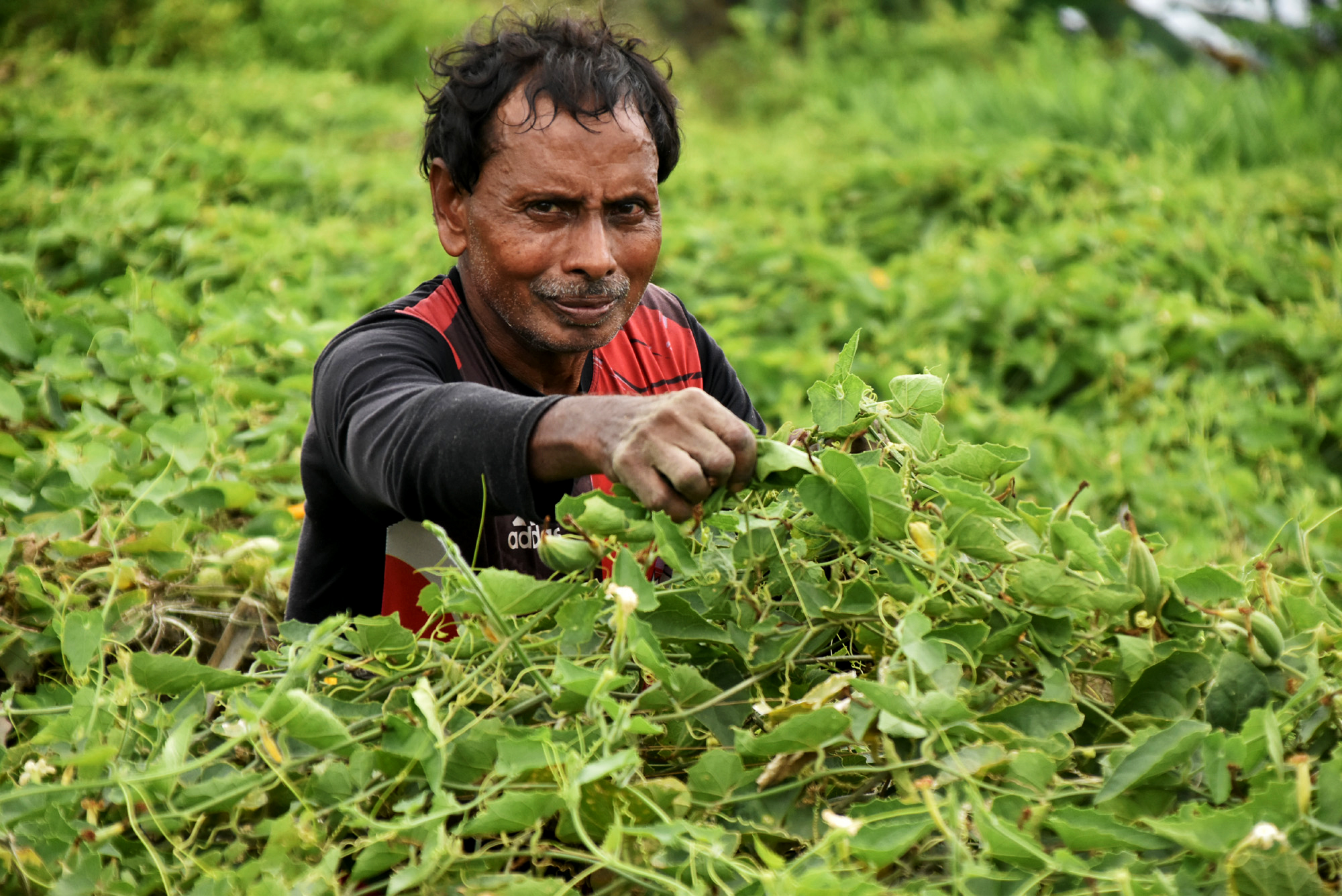 বরেন্দ্র অঞ্চলের সবুজ পাতার আড়ালে যেন লুকিয়ে আছে গ্রামবাংলার আবহমান সৌন্দর্য। তবে মাচানে পটোল হলুদ হয়ে নষ্ট হতে থাকায় চিন্তিত কৃষকেরা। ফলন বাঁচাতে খেতে পরিচর্যায় ব্যস্ত সময় পার করছেন এক কৃষক। ছবিটি পবা উপজেলার নওহাটা পৌরসভার ভূগরইল গ্রাম থেকে তুলেছেন—মিলন শেখ