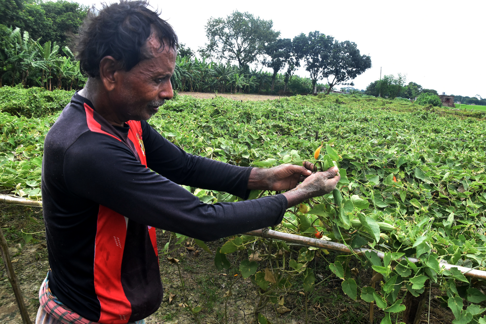 বরেন্দ্র অঞ্চলের সবুজ পাতার আড়ালে যেন লুকিয়ে আছে গ্রামবাংলার আবহমান সৌন্দর্য। তবে মাচানে পটোল হলুদ হয়ে নষ্ট হতে থাকায় চিন্তিত কৃষকেরা। ফলন বাঁচাতে খেতে পরিচর্যায় ব্যস্ত সময় পার করছেন এক কৃষক। ছবিটি পবা উপজেলার নওহাটা পৌরসভার ভূগরইল গ্রাম থেকে তুলেছেন—মিলন শেখ