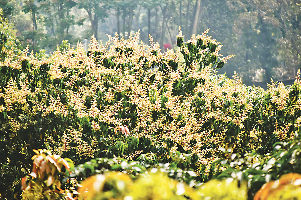 আমবাগান: মুকুলে নুয়ে পড়ছে ডাল