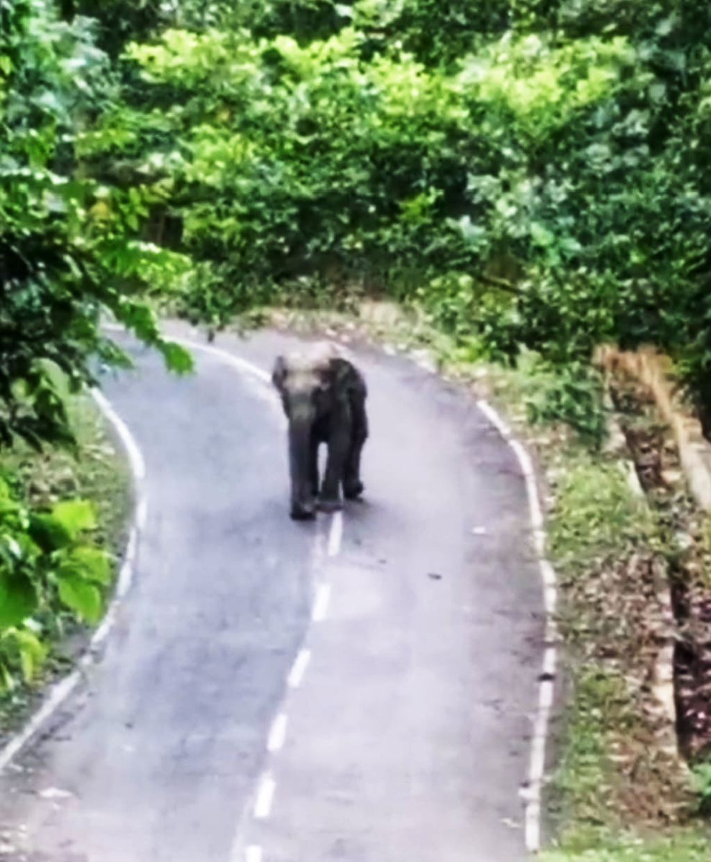 কাপ্তাই-রাঙামাটি সড়কে সাড়ে তিন ঘণ্টা বন্য হাতির অবস্থান