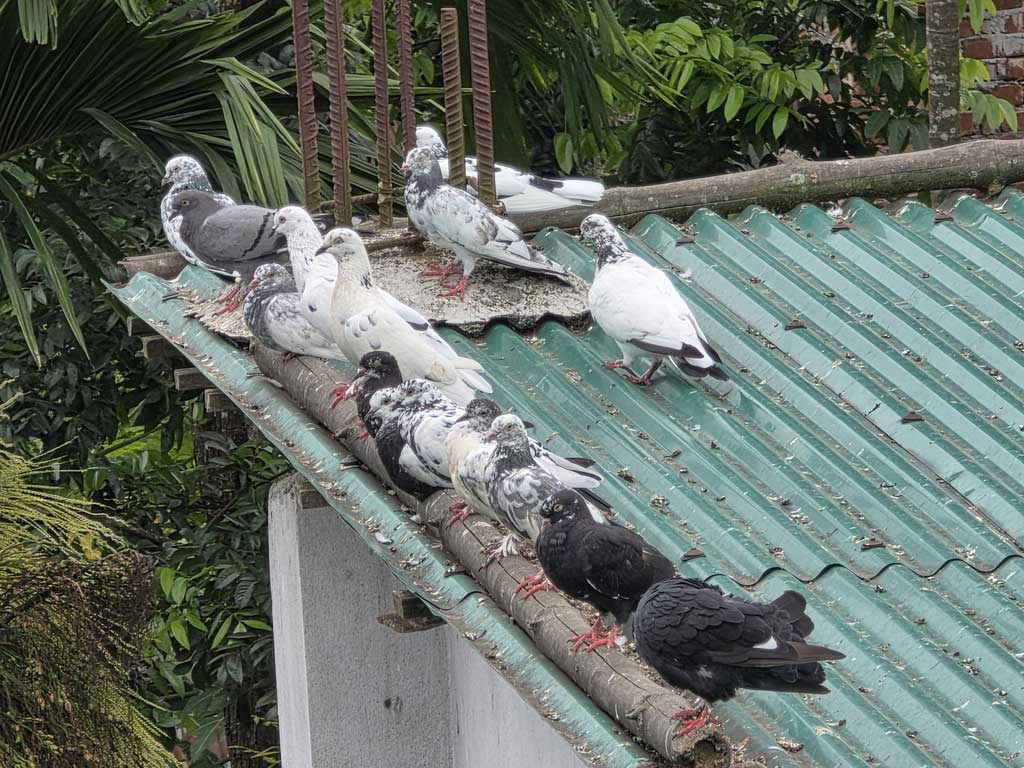 রংপুরে ৪ খুন: মালিক নেই, তবু ছাদ ছাড়েনি কবুতরগুলো