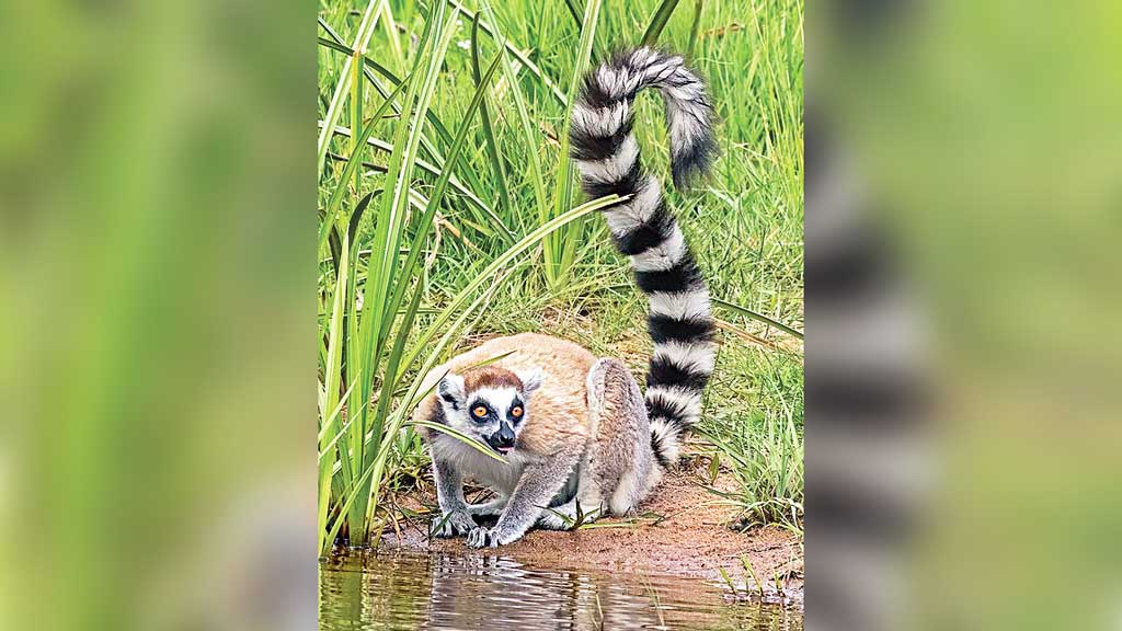 সাফারি পার্ক থেকে চুরি হওয়া লেমুর গুজরাটে 
আম্বানির চিড়িয়াখানায়