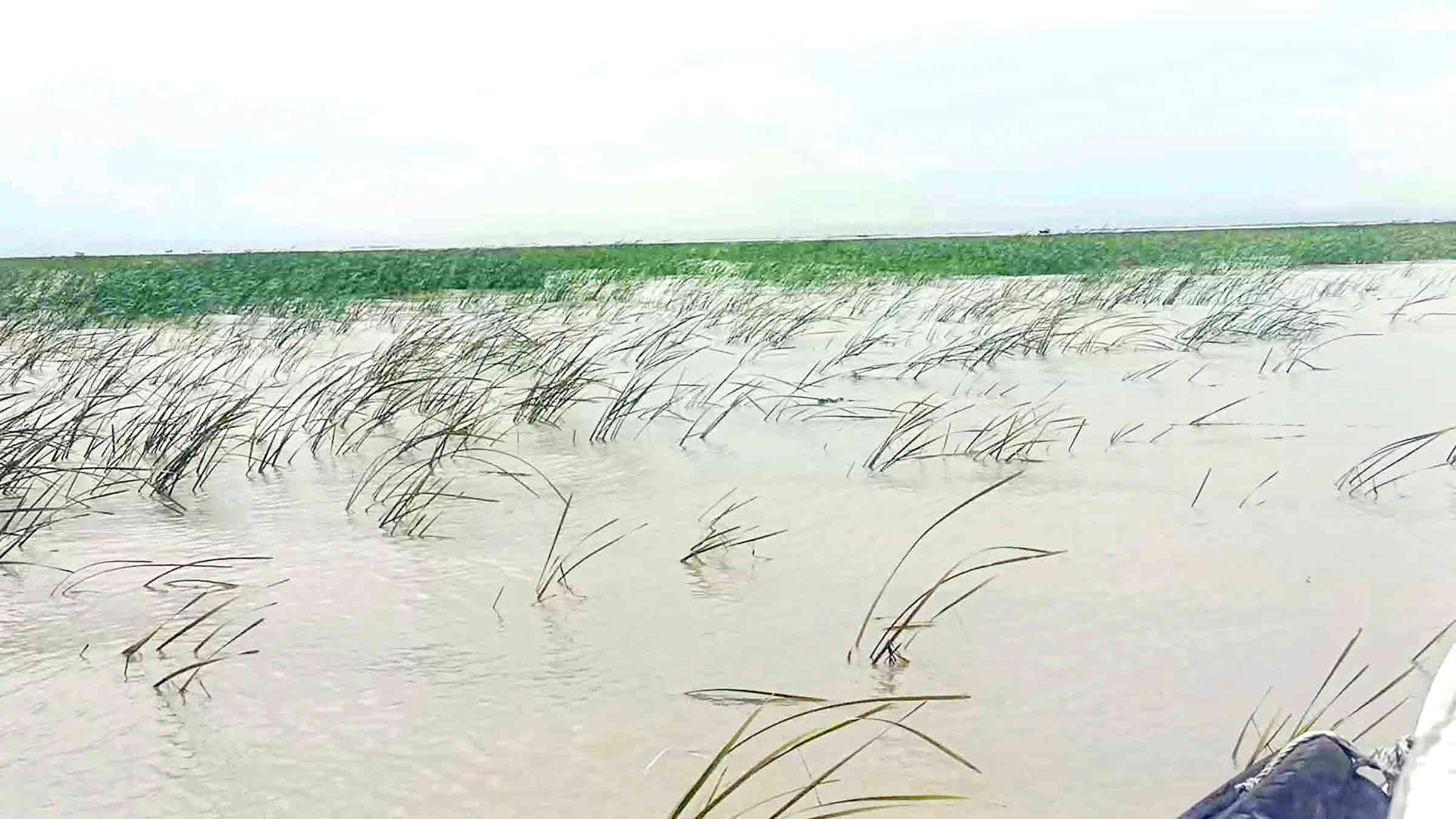 লক্ষ্মীপুরের কমলনগর: মেঘনার নতুন চরও দখলের আশঙ্কা