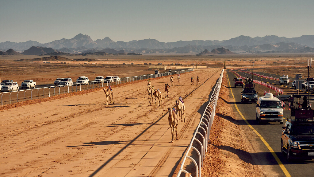 কিং আব্দুল আজিজ উট ফেস্টিভালের প্রতিযোগিতায় অংশগ্রহণকারী উটদের মনোমুগ্ধকর দৌড়। সৌদি আরবের ঐতিহ্যবাহী এই আয়োজন স্থানীয় ও আন্তর্জাতিক পর্যায়ে ব্যাপক জনপ্রিয়। ছবি: সংগৃহীত