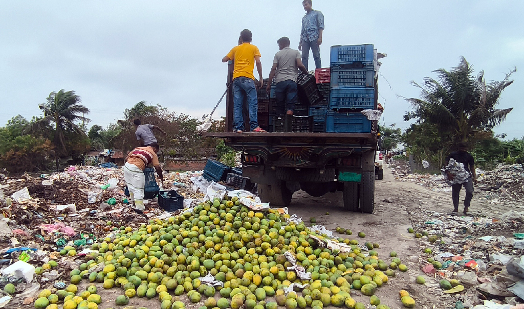 সাতক্ষীরায় ৯ হাজার কেজি অপরিপক্ব আম জব্দ