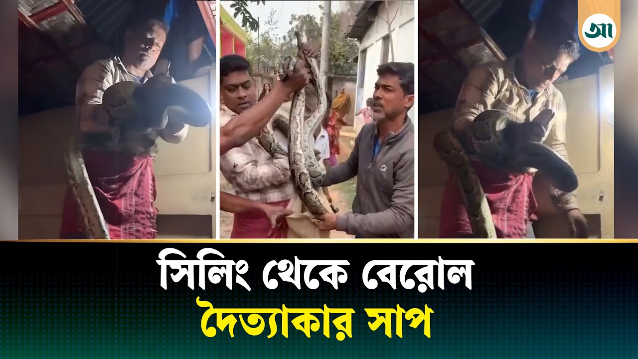 ঘরের সিলিং থেকে ১০ ফুটের দৈত্যাকার সাপ উদ্ধার