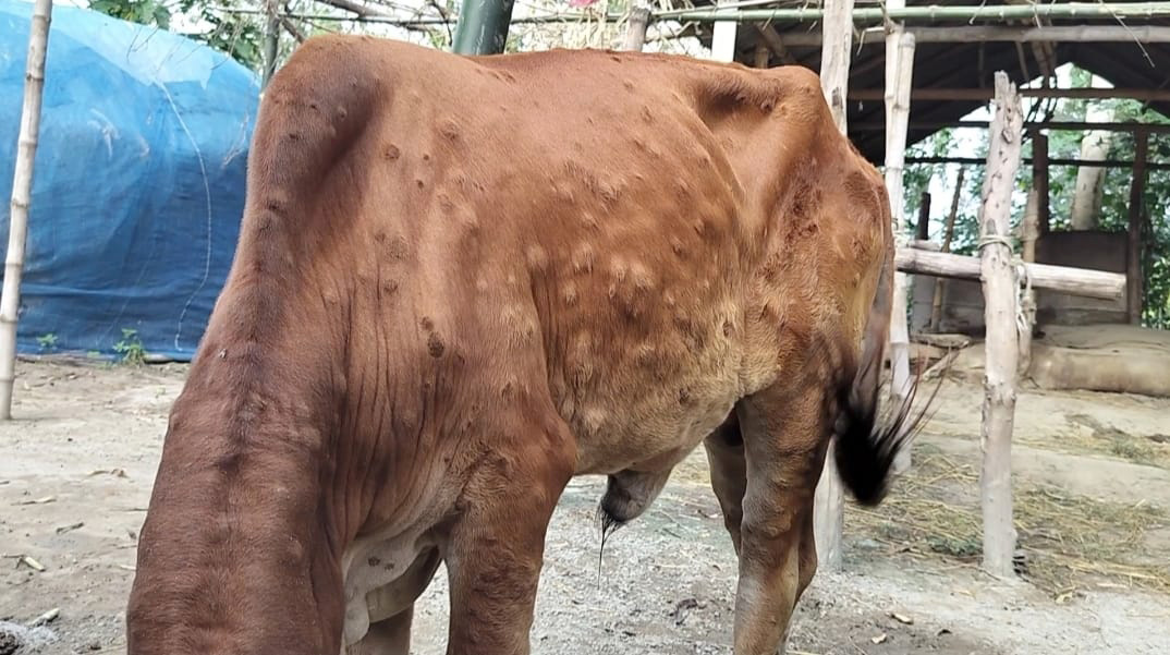 কাজীপুরের চরাঞ্চলে ছড়িয়ে পড়েছে ‘লাম্পি স্কিন ডিজিজ’, চিকিৎসা না পাওয়ার অভিযোগ