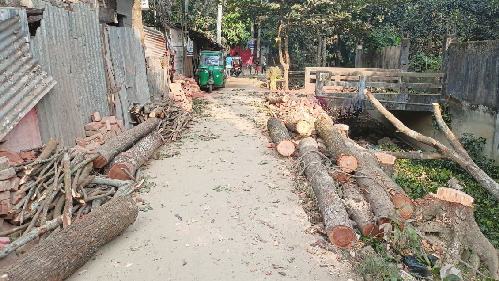 সীতাকুণ্ডে সড়কের পাশ থেকে কাটা ৬টি মেহগনি গাছ জব্দ করল বন বিভাগ