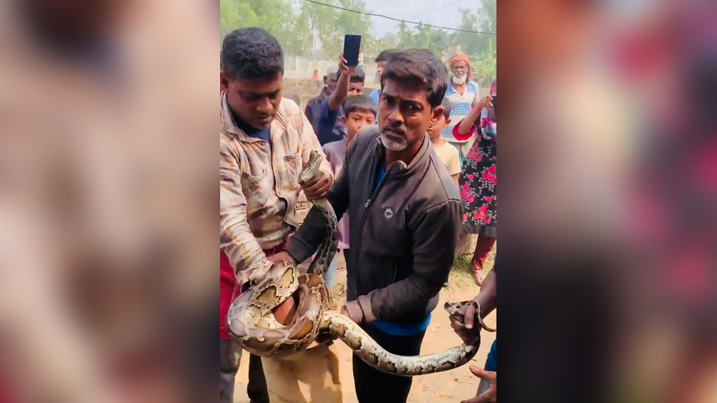 শ্রীমঙ্গলে ঘর থেকে ১০ ফুট লম্বা অজগর উদ্ধার