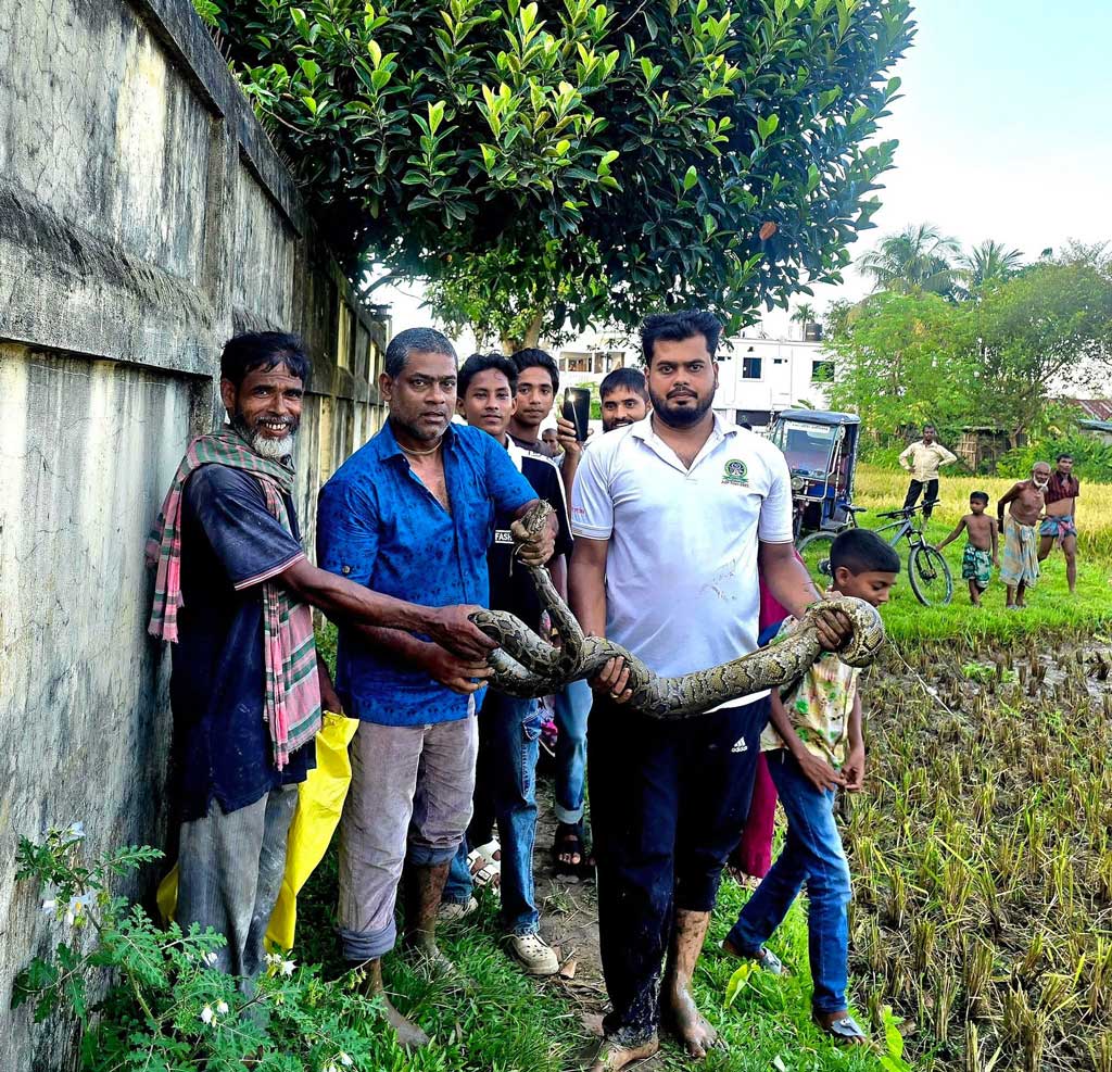 শ্রীমঙ্গলে আউশ ধান কাটার সময় অজগর সাপ উদ্ধার