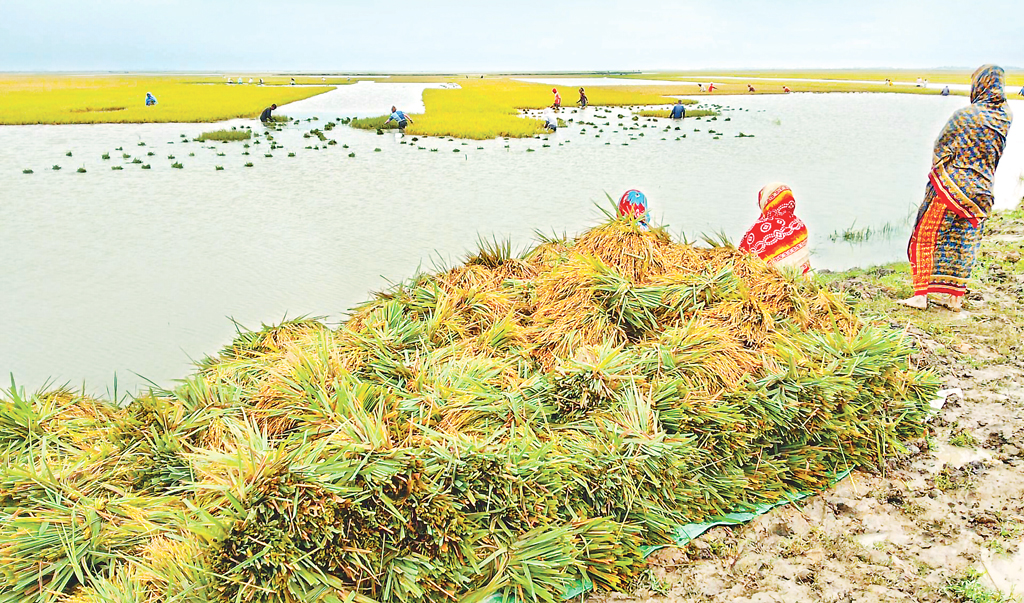 কাঁদছে কৃষক, ভুগবে দেশ