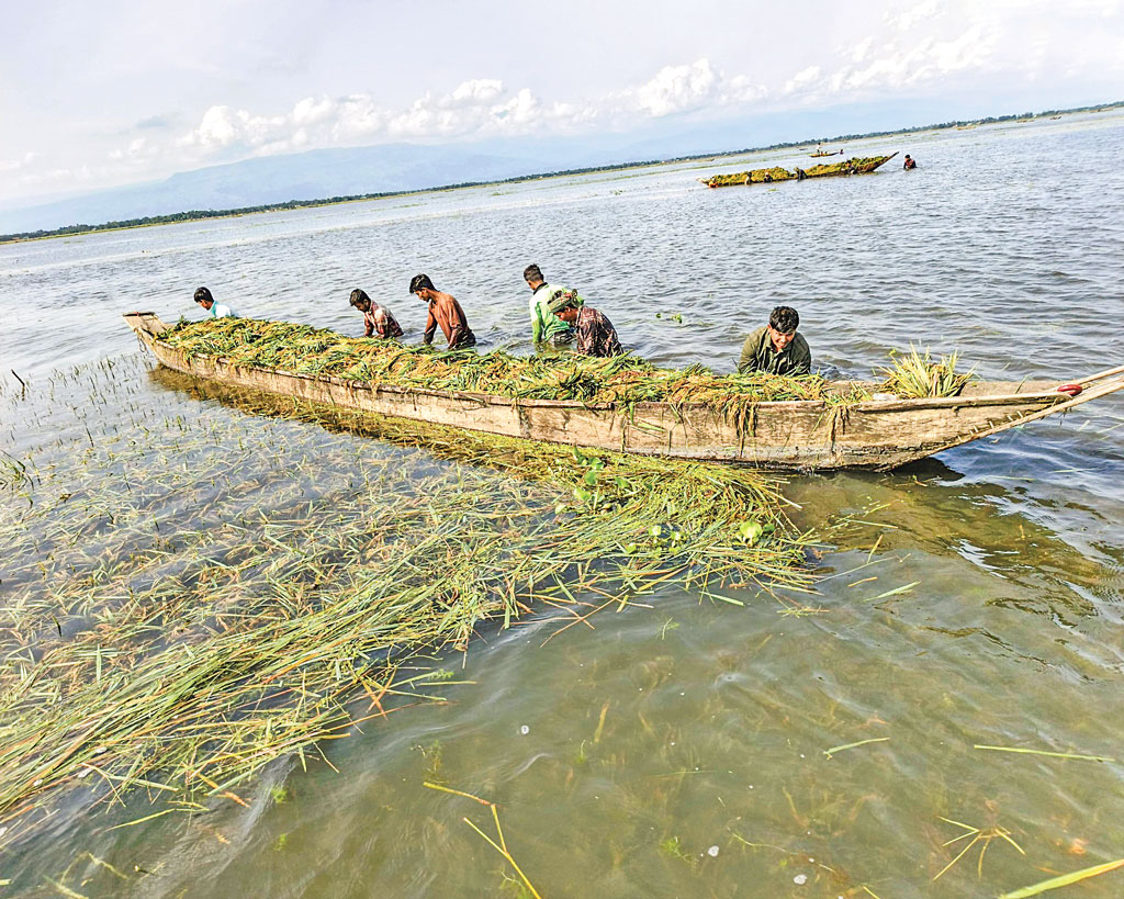 হাওরাঞ্চল: ফের বৃষ্টি, বাঁধ ভেঙে ডুবছে ধান