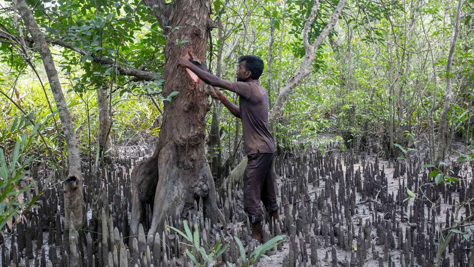 বিলুপ্তির পথে সুন্দরবনের ভেষজ ভান্ডার, হারিয়ে যাচ্ছে বংশানুক্রমিক কবিরাজি বিদ্যা