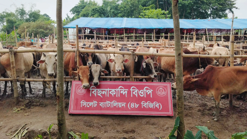 বিজিবির হাতে ধরা পড়ল ভারতীয় গরু-মহিষের বড় চালান
