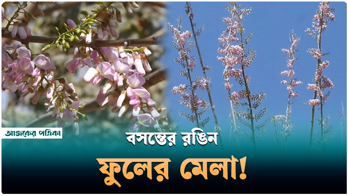 বসন্তে বেগম রোকেয়া বিশ্ববিদ্যালয়ে বসন্তের রঙিন ফুলের মেলা