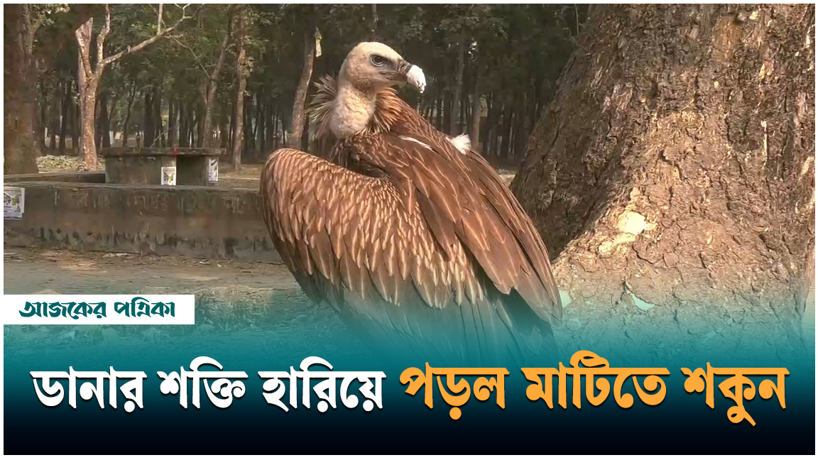 হিমালয় থেকে রংপুরে এল গৃধিনী শকুন