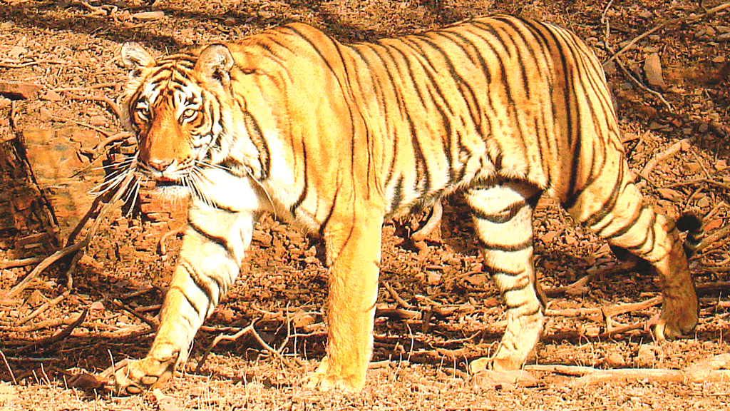 বাঘ সংরক্ষণের গুরুত্ব