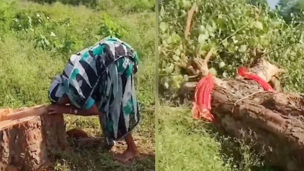 গাছ কেটে নেওয়ায় সন্তান হারানোর শোক বৃদ্ধার—সামাজিক মাধ্যমে ক্ষোভ