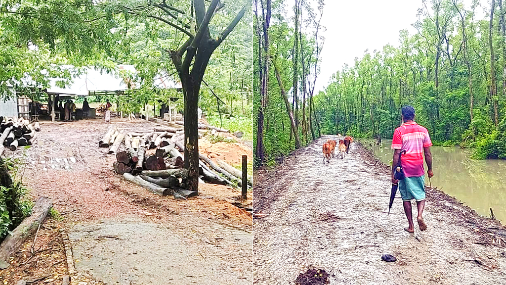 বরগুনা সদর উপজেলার বাবুগঞ্জ ইউনিয়নের গোড়াপদ্ম এলাকায় সংরক্ষিত বনের পাশে স্থাপিত করাতকল (বাঁয়ে)। একই এলাকায় বন কেটে কাঁচা সড়ক নির্মাণ (ডানে)। ছবি: আজকের পত্রিকা