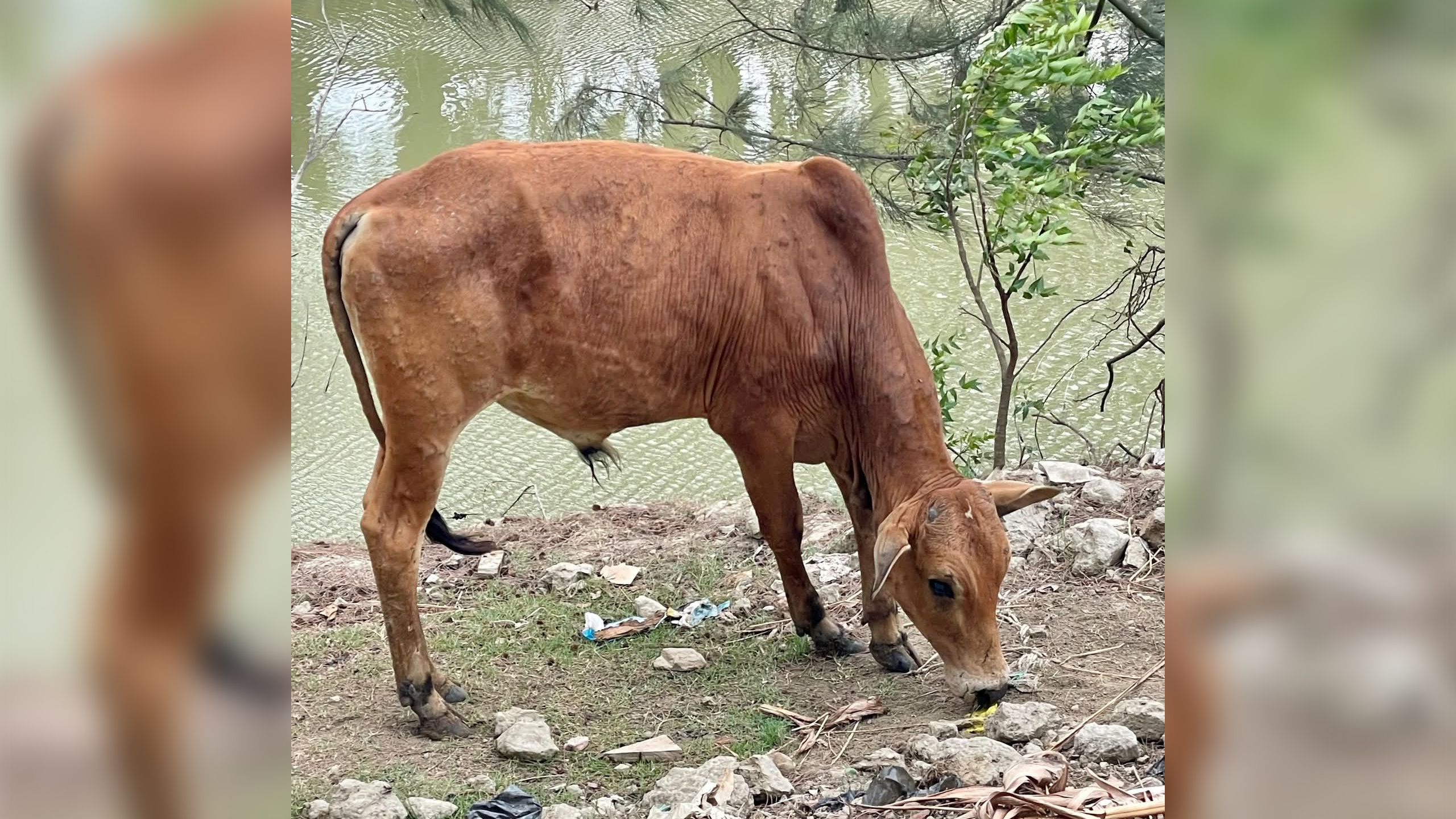 কোরবানির আগে ছড়িয়েছে গরুর ভাইরাসজনিত রোগ ‘লাম্পি স্কিন’, দুশ্চিন্তায় খামারিরা