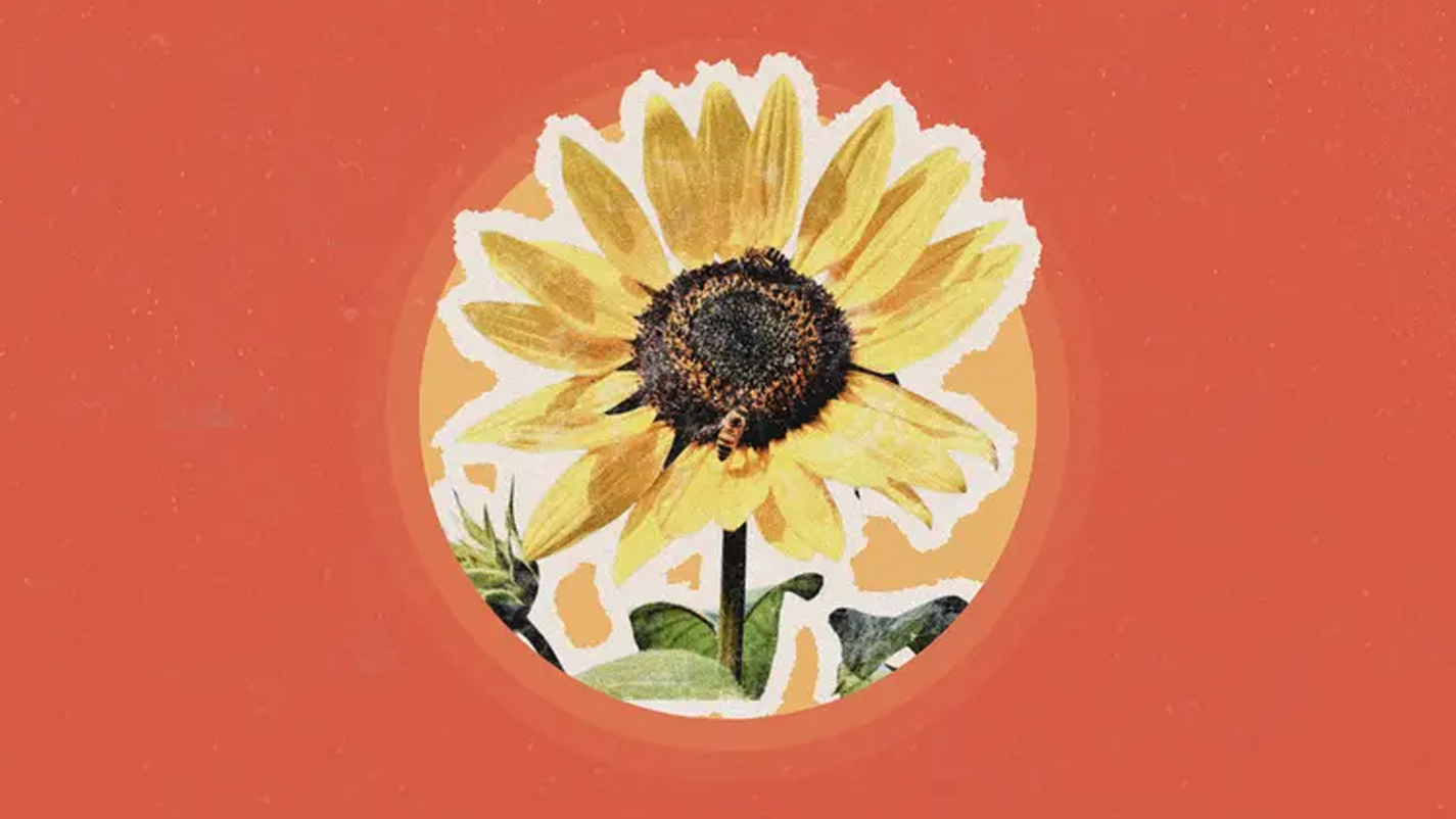 একটু থামুন, ফুলের গন্ধ নিন